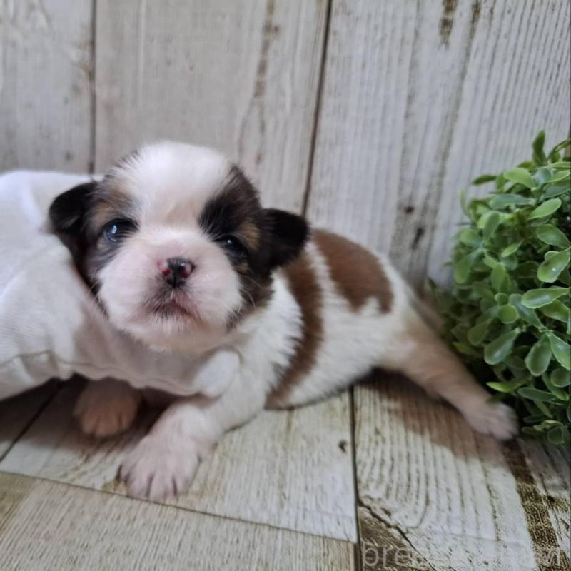 販売中の千葉県のシーズー-451840の3枚目