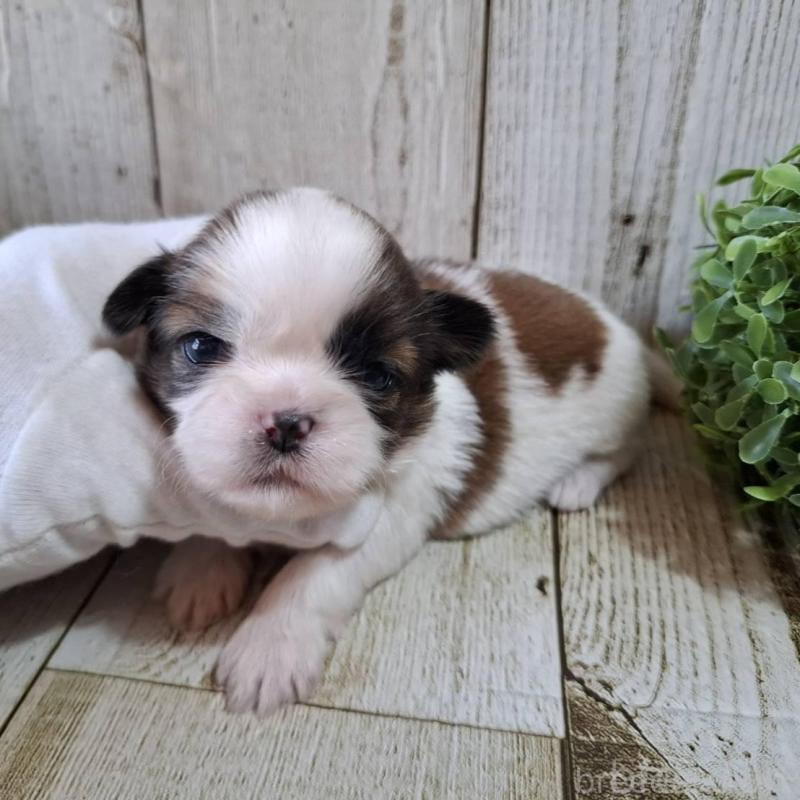 販売中の千葉県のシーズー-451840の2枚目