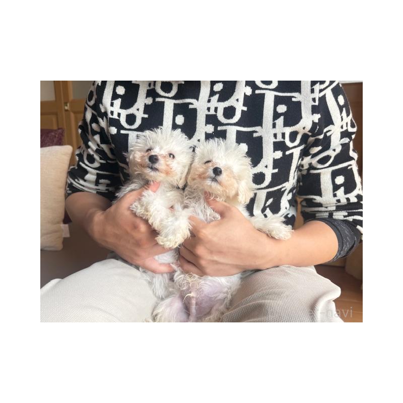 販売中の愛知県のビションフリーゼ-451841の4枚目