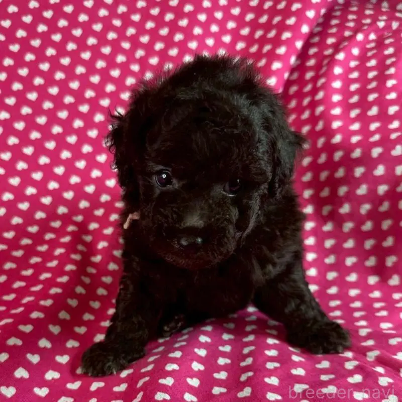 とても可愛いお顔の女の子です。
お父さん、トイプードル、毛色、シルバー
お母さん、トイプードル、毛色、ブラウンの
子供になります。