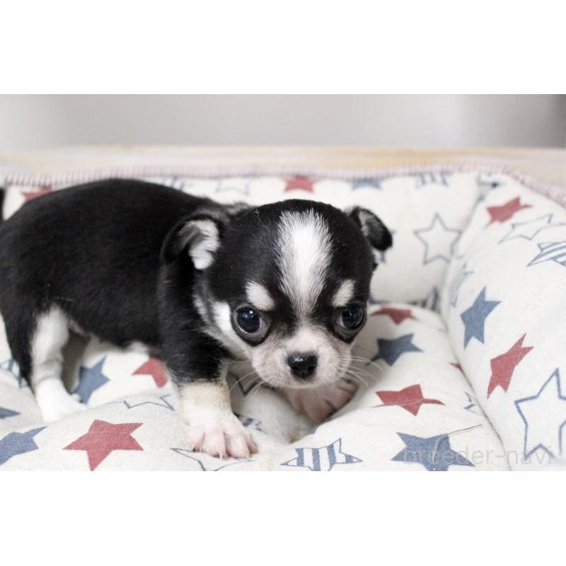 販売中の岡山県のチワワ(スムースコート)-451850の16枚目