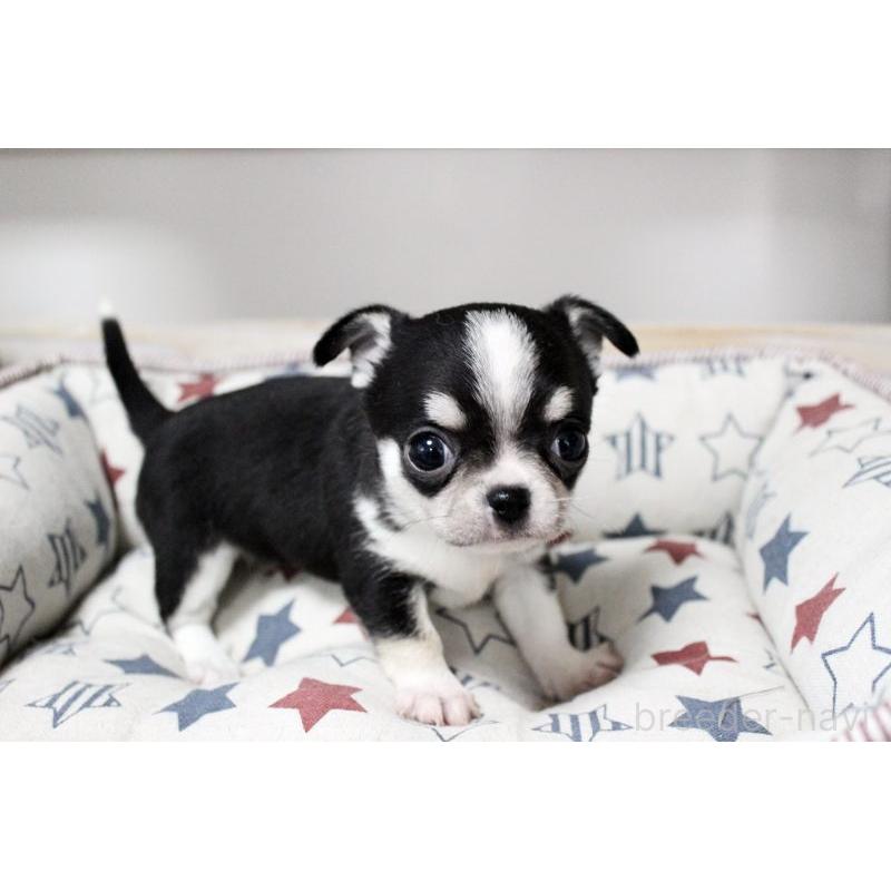 販売中の岡山県のチワワ(スムースコート)-451850の15枚目