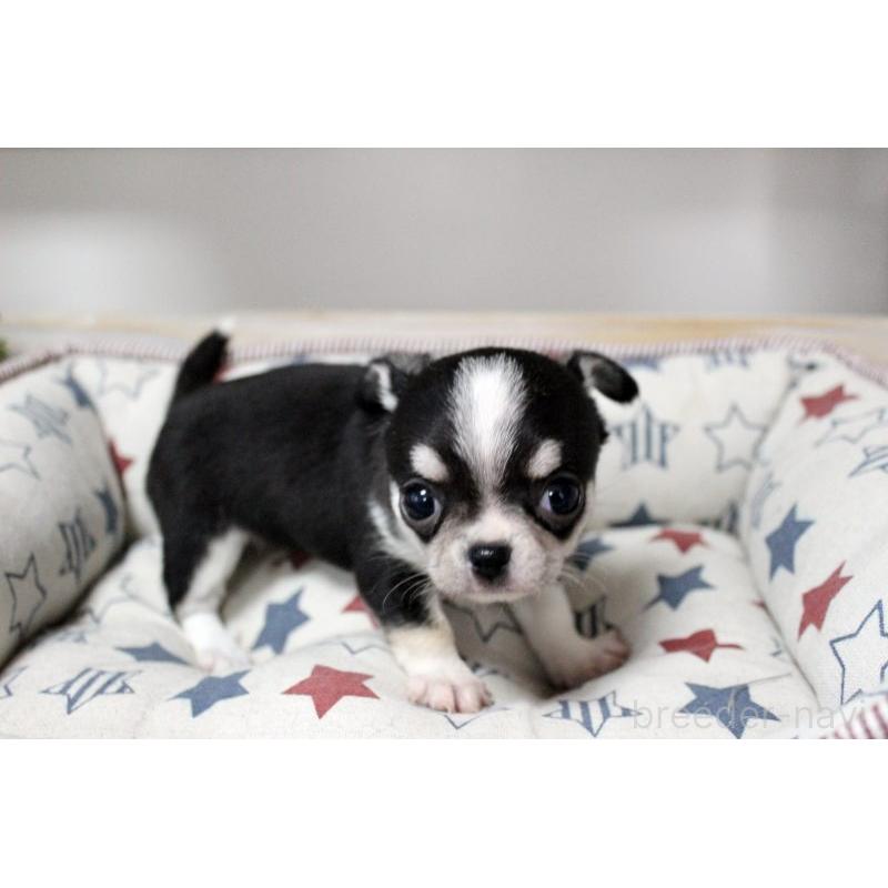 販売中の岡山県のチワワ(スムースコート)-451850の14枚目