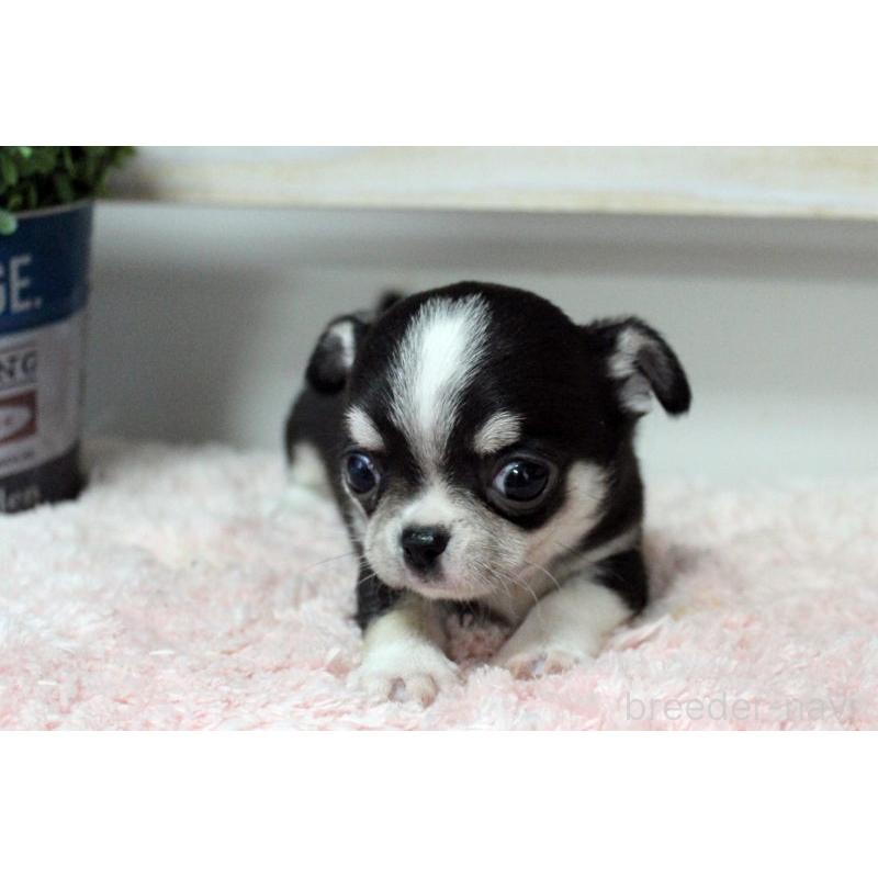 販売中の岡山県のチワワ(スムースコート)-451850の12枚目