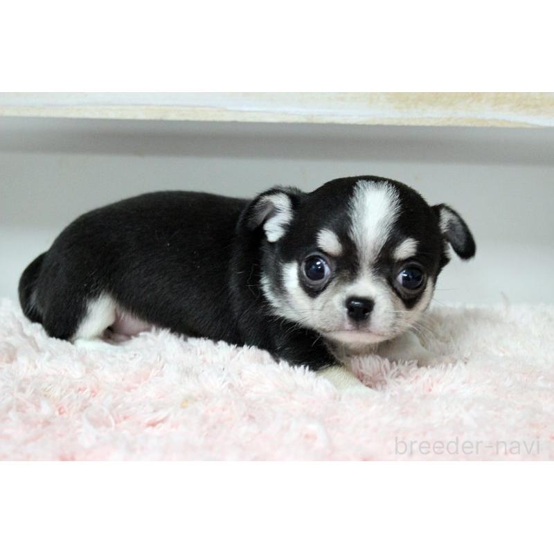 販売中の岡山県のチワワ(スムースコート)-451850の13枚目