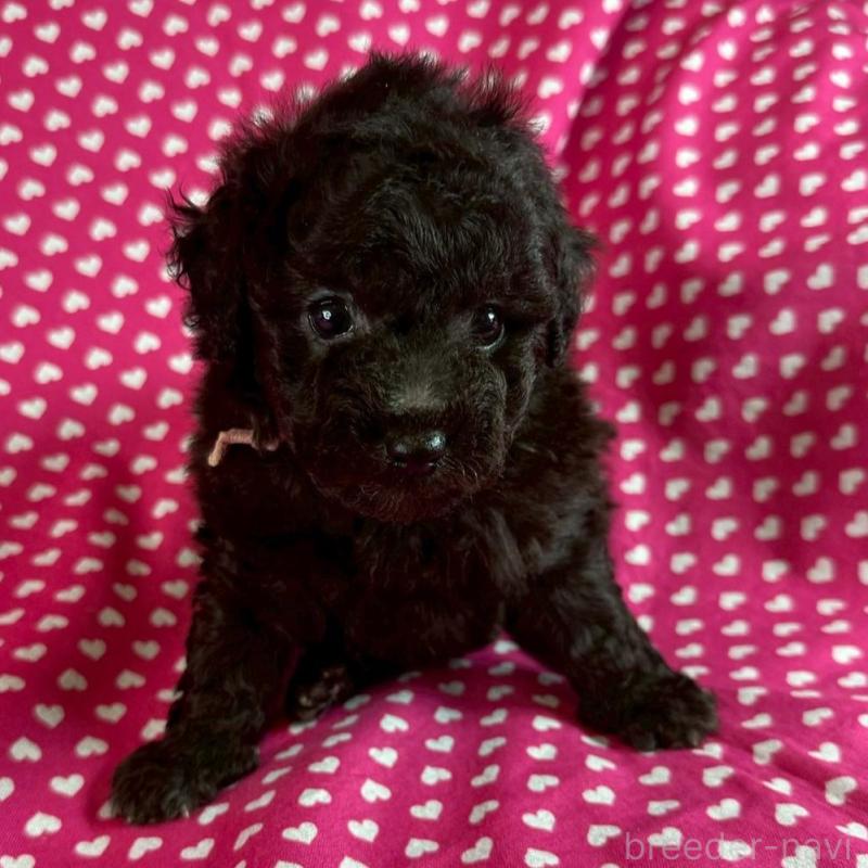 販売中の北海道のトイプードル-451843の4枚目