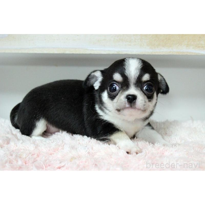 販売中の岡山県のチワワ(スムースコート)-451850の11枚目