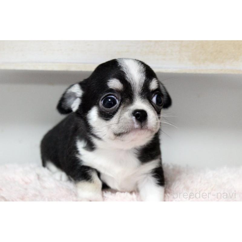 販売中の岡山県のチワワ(スムースコート)-451850の10枚目