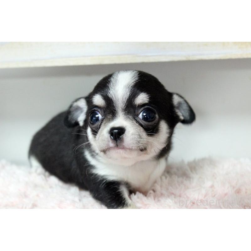 販売中の岡山県のチワワ(スムースコート)-451850の9枚目