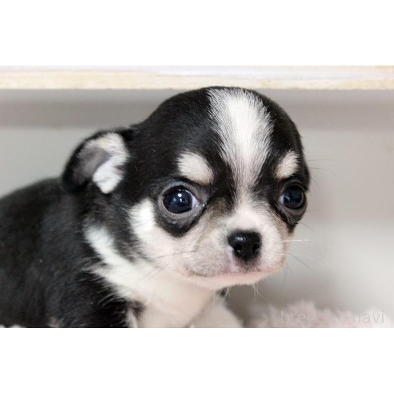 販売中の岡山県のチワワ(スムースコート)-451850の6枚目