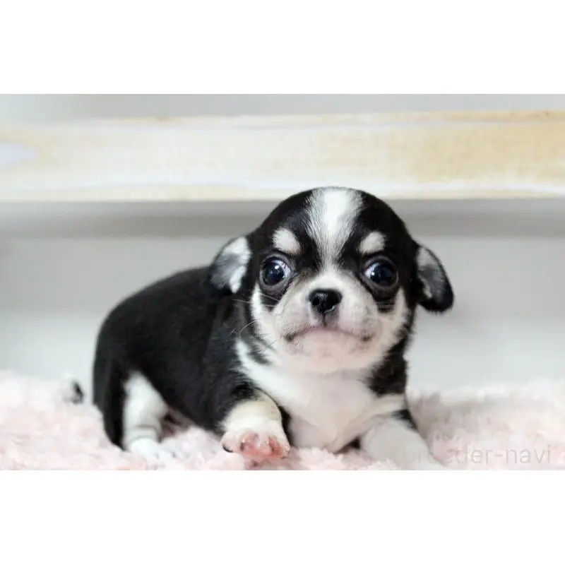 販売中の岡山県のチワワ(スムースコート)-451850の7枚目