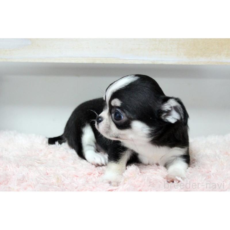 販売中の岡山県のチワワ(スムースコート)-451850の5枚目