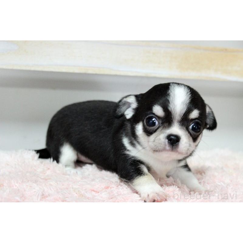 販売中の岡山県のチワワ(スムースコート)-451850の4枚目