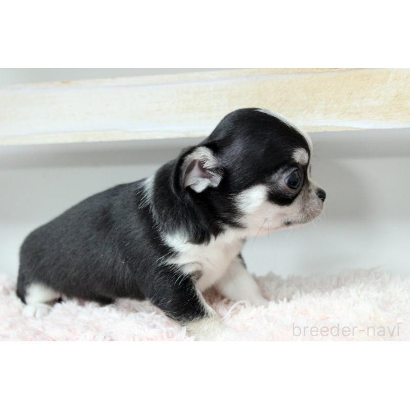 販売中の岡山県のチワワ(スムースコート)-451850の3枚目