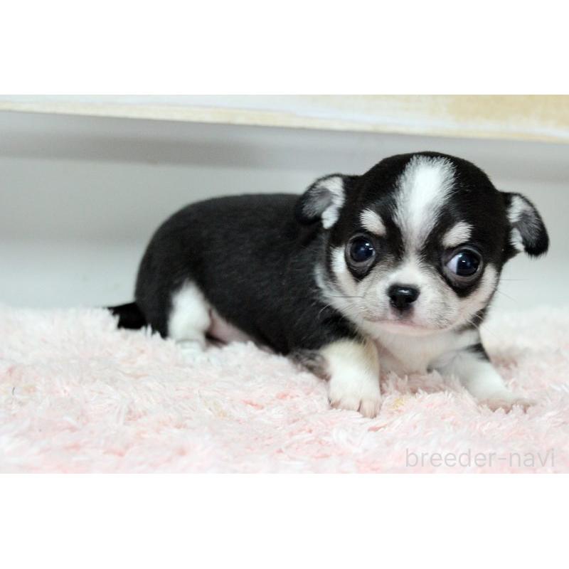 販売中の岡山県のチワワ(スムースコート)-451850の2枚目