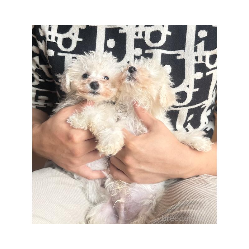 販売中の愛知県のビションフリーゼ-451844の3枚目