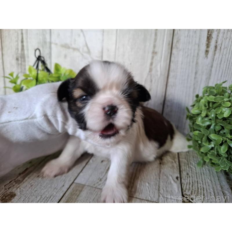 販売中の千葉県のシーズー-451845の10枚目