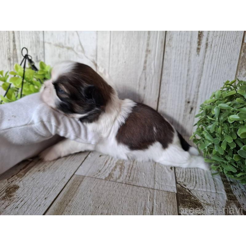 販売中の千葉県のシーズー-451845の9枚目