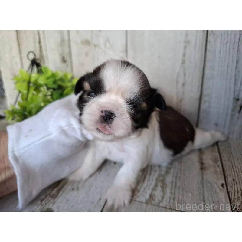 販売中の千葉県のシーズー-451845の8枚目