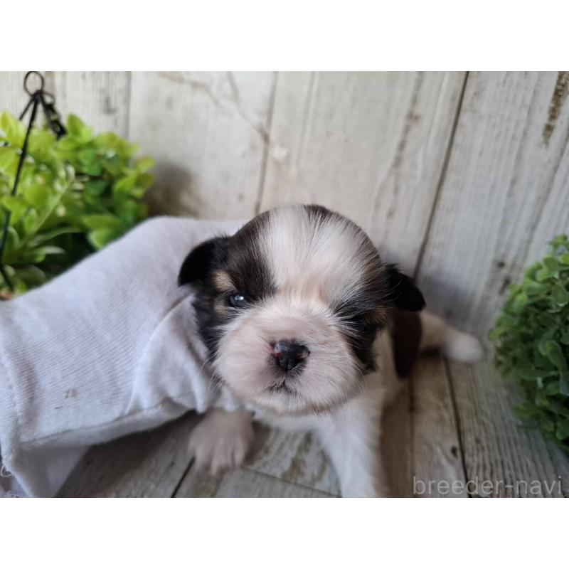 販売中の千葉県のシーズー-451845の7枚目