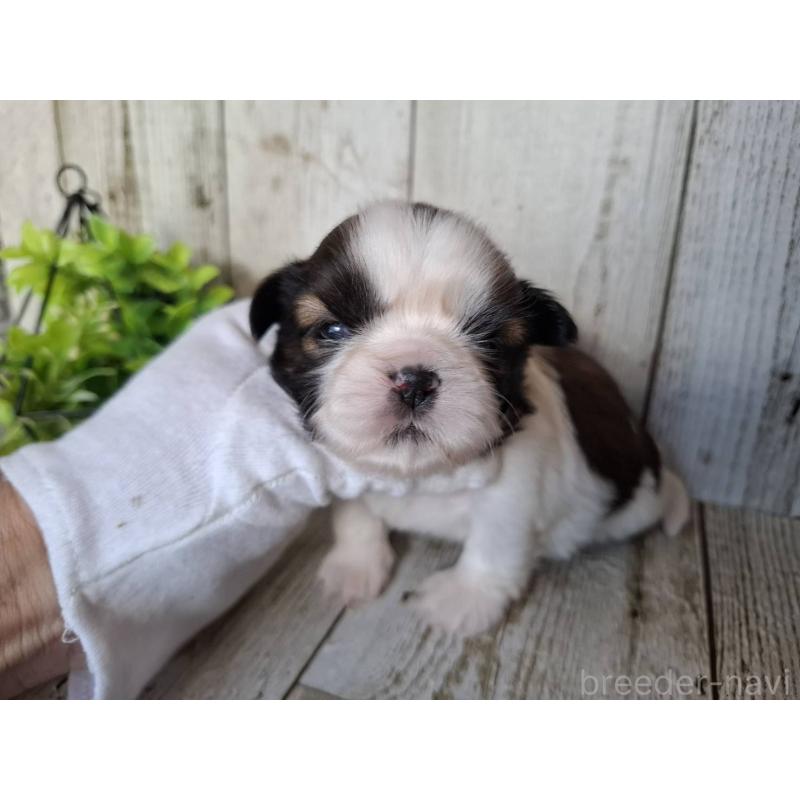 販売中の千葉県のシーズー-451845の6枚目