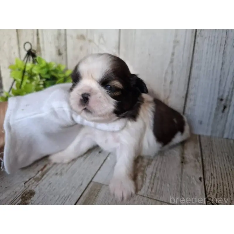 販売中の千葉県のシーズー-451845の5枚目