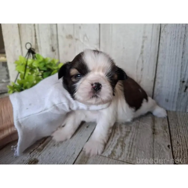 販売中の千葉県のシーズー-451845の4枚目