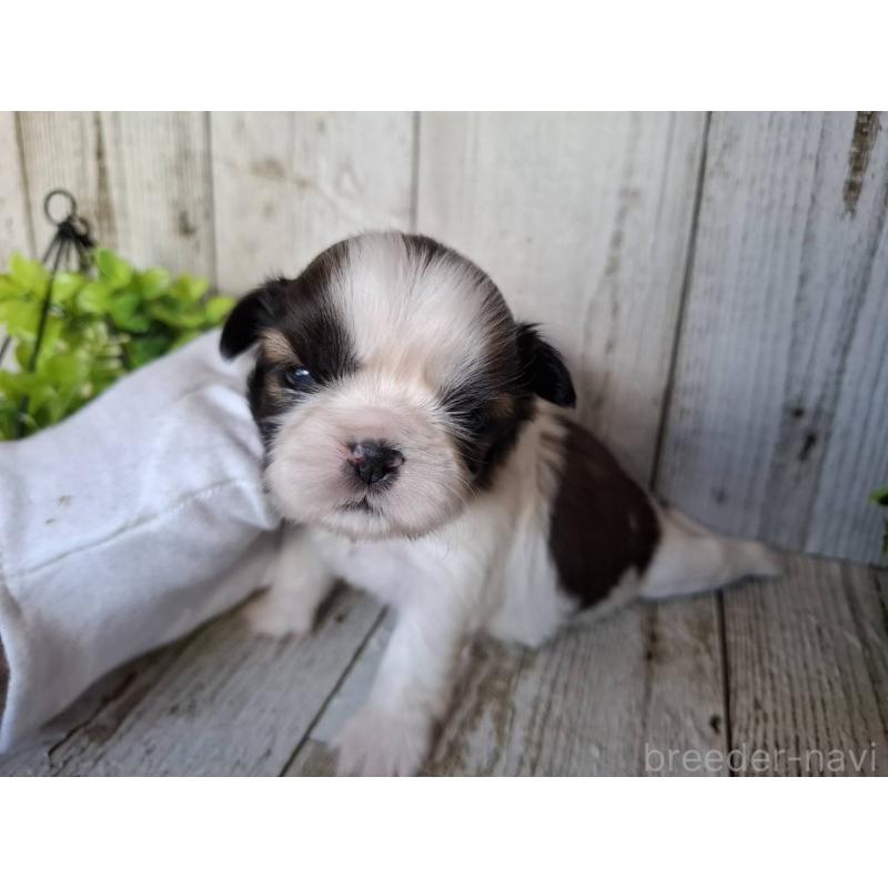 販売中の千葉県のシーズー-451845の3枚目