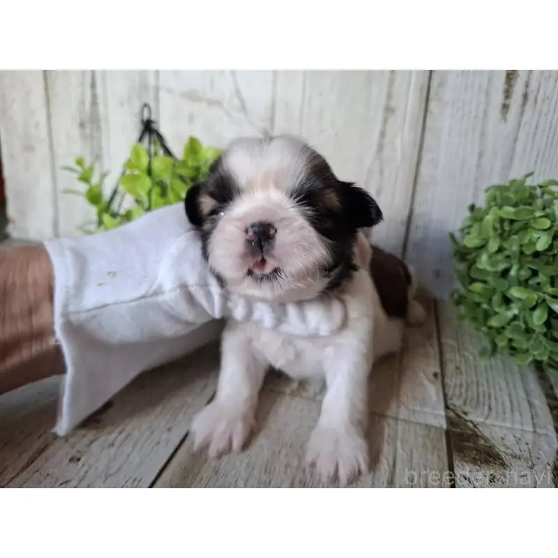 販売中の千葉県のシーズー-451845の2枚目