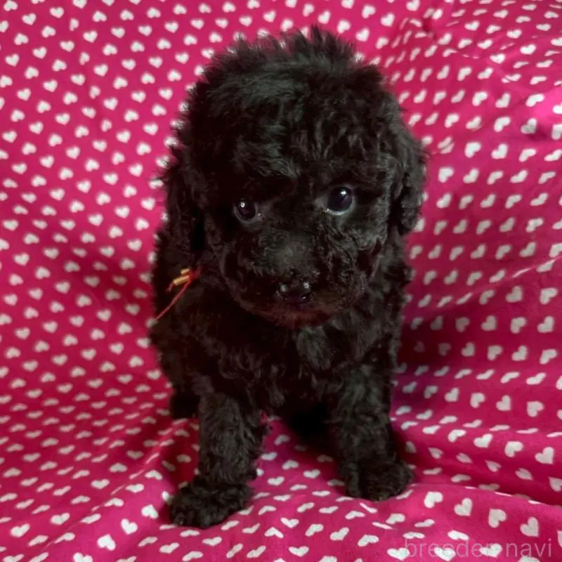 とても可愛いお顔の女の子です。
お父さん、トイプードル、毛色、シルバー
お母さん、トイプードル、毛色、ブラウンの
子供になります。