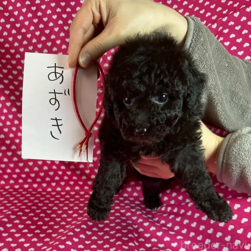 販売中の北海道のトイプードル-451846の2枚目