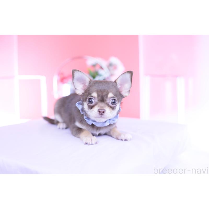 販売中の愛知県のチワワ(スムースコート)-443284の11枚目