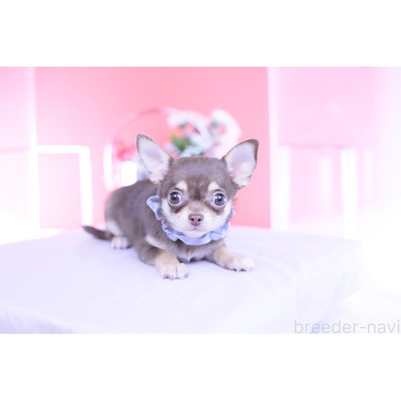 販売中の愛知県のチワワ(スムースコート)-443284の10枚目