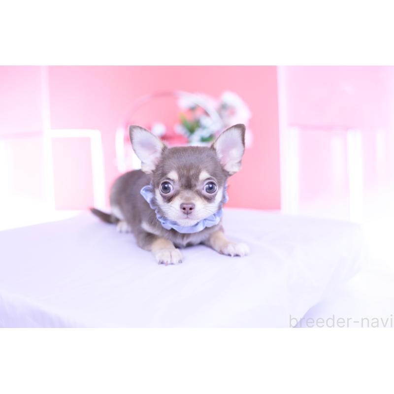販売中の愛知県のチワワ(スムースコート)-443284の9枚目