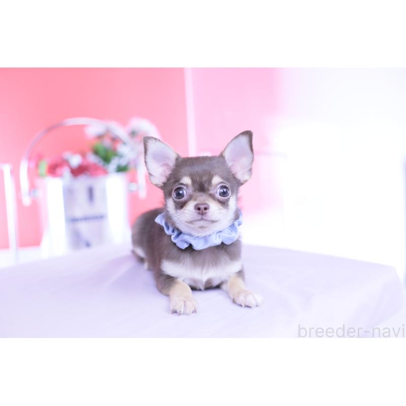 販売中の愛知県のチワワ(スムースコート)-443284の8枚目