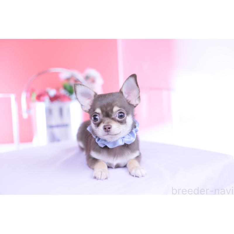 販売中の愛知県のチワワ(スムースコート)-443284の6枚目