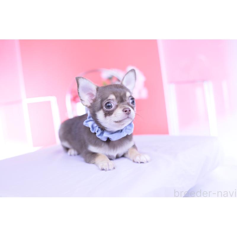 販売中の愛知県のチワワ(スムースコート)-443284の5枚目