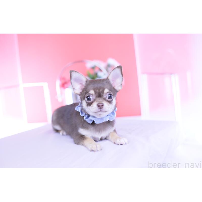 販売中の愛知県のチワワ(スムースコート)-443284の2枚目