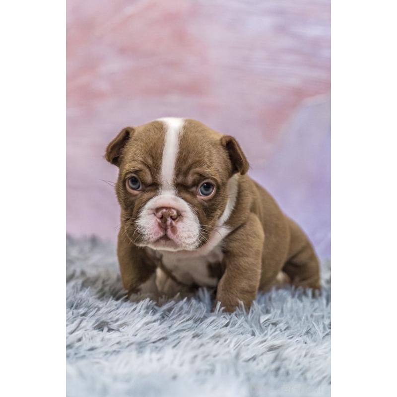 販売中の大阪府のエキゾチックブリー-451849