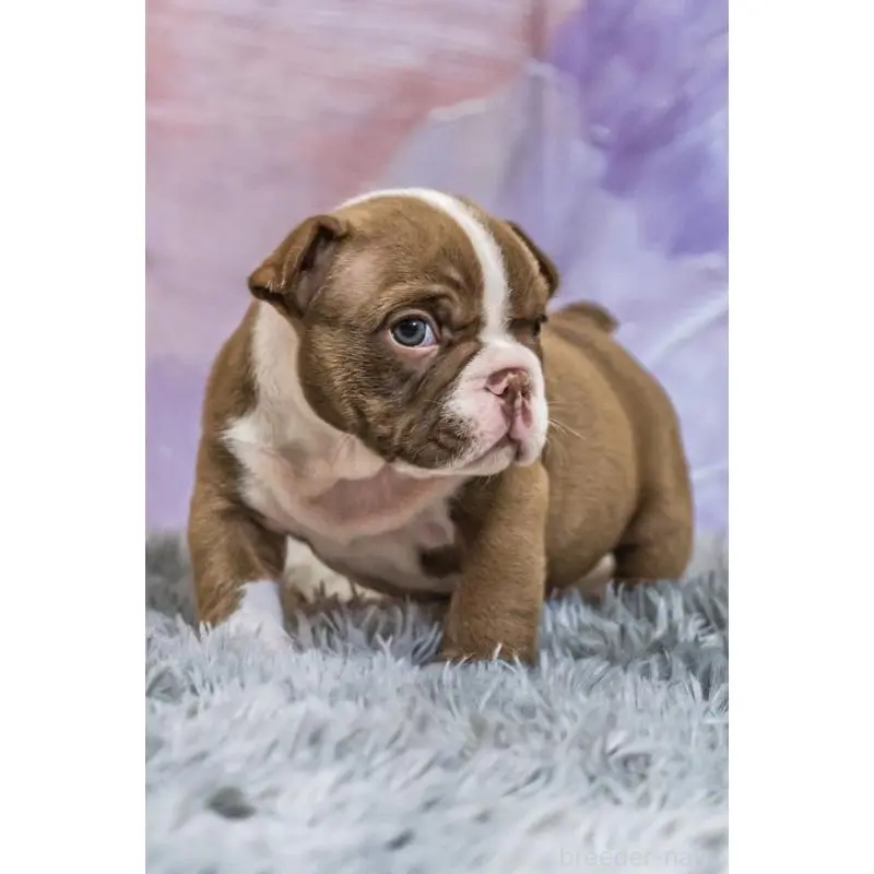 販売中の大阪府のエキゾチックブリー-451849の3枚目