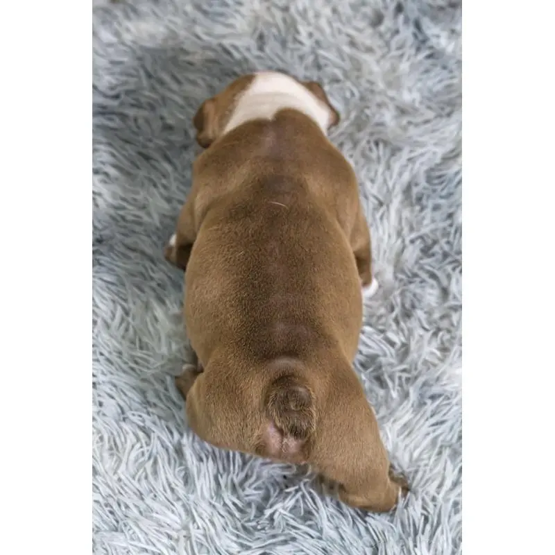 販売中の大阪府のエキゾチックブリー-451849の2枚目