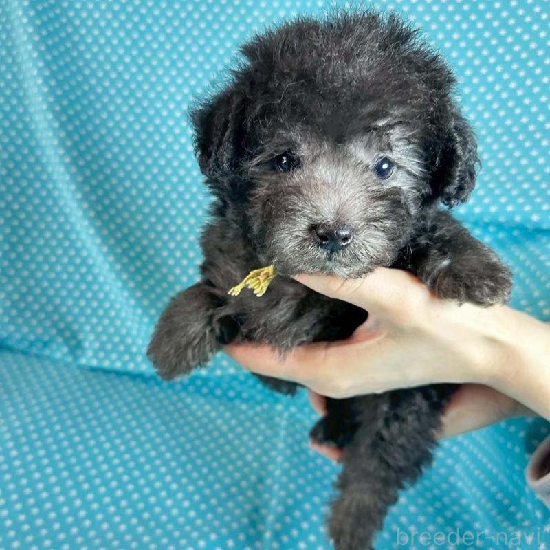 とても人懐こい男の子です。
お父さん、トイプードル、毛色、シルバー
お母さん、ミニチュアシュナウザー、毛色、ソルト＆ペッパーの子供になります。