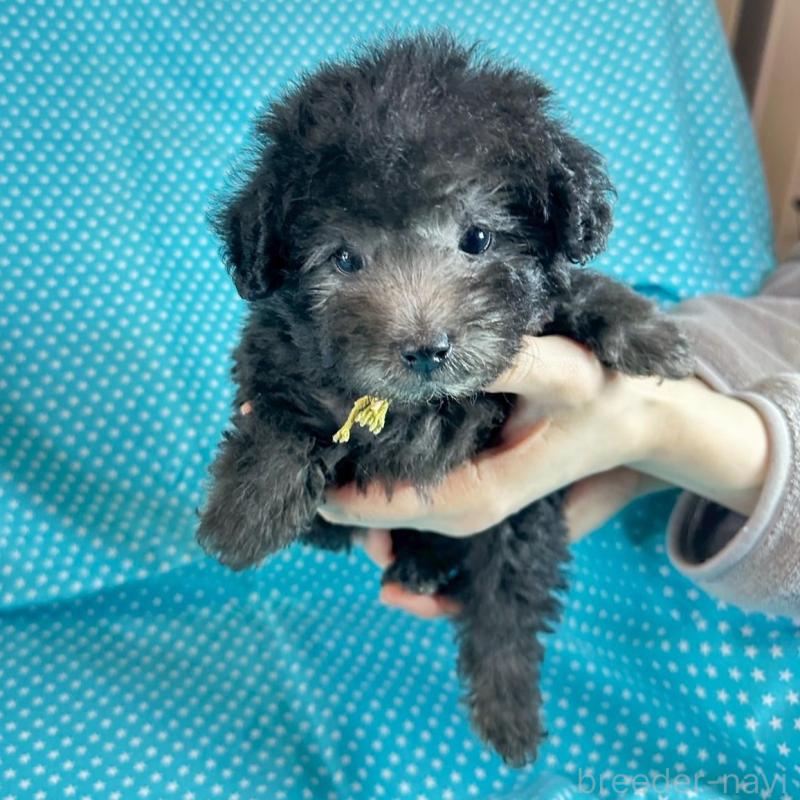 販売中の北海道のミックス犬-451847の4枚目