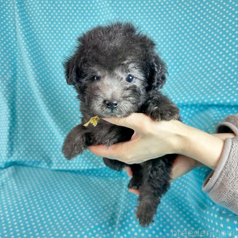 販売中の北海道のミックス犬-451847の3枚目