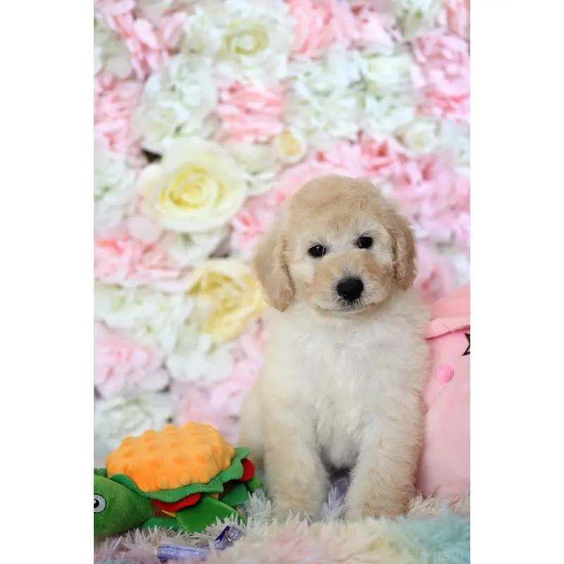 販売中の兵庫県のスタンダードプードル-451848の4枚目