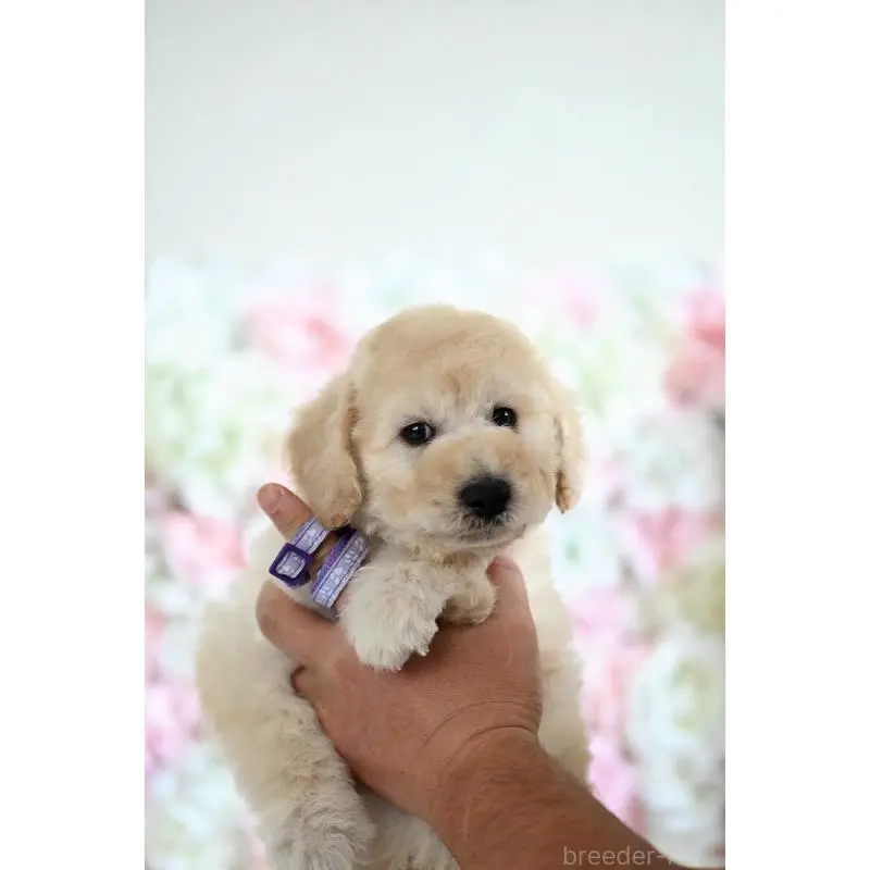 販売中の兵庫県のスタンダードプードル-451848の3枚目