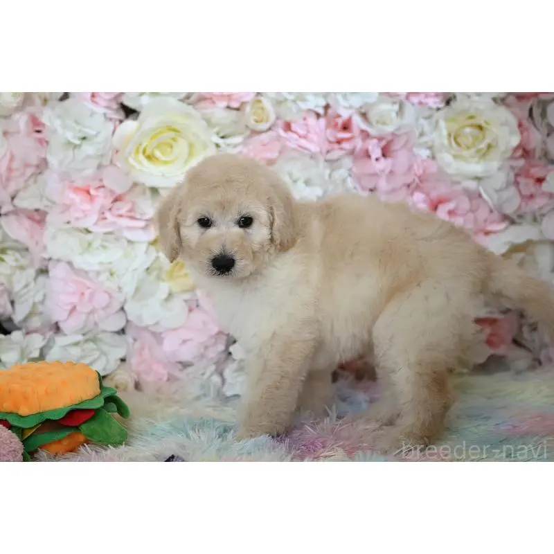 販売中の兵庫県のスタンダードプードル-451848の2枚目