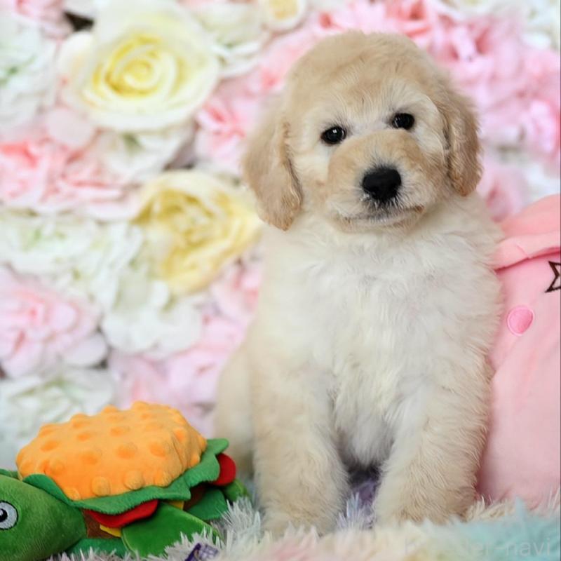 販売中の兵庫県のスタンダードプードル-451848