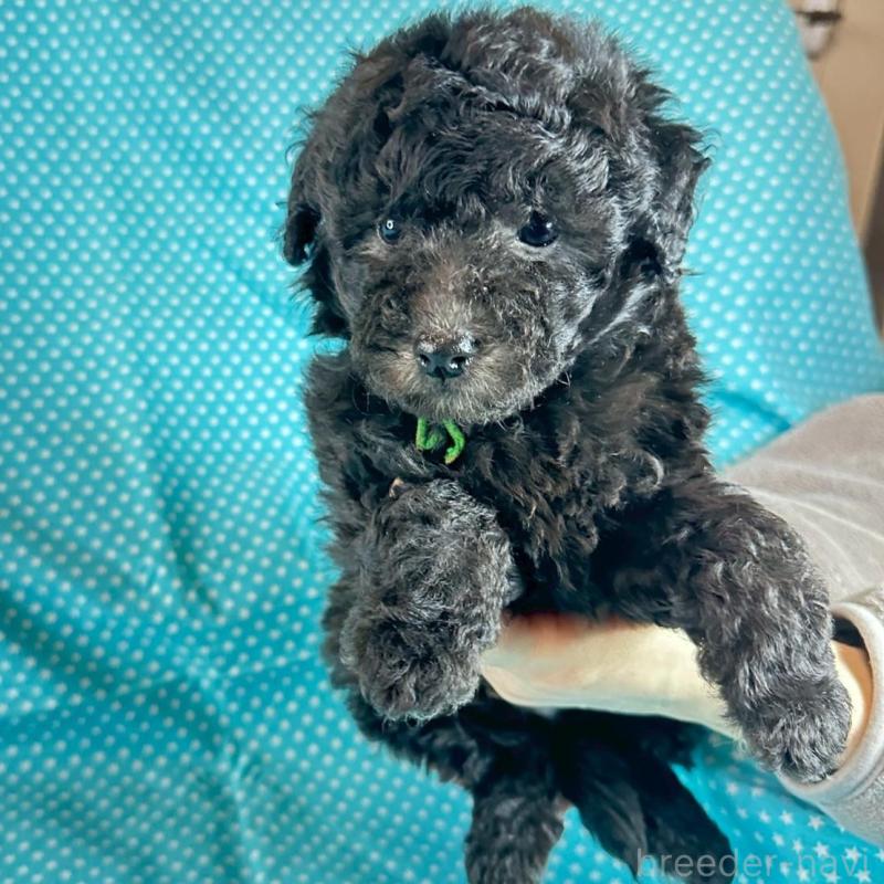 販売中の北海道のミックス犬-451851の4枚目