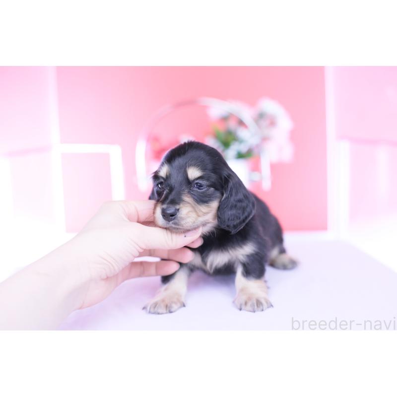 販売中の愛知県のミニチュアダックスフンド(ロングヘアード)-451853の10枚目